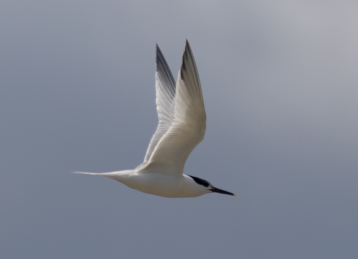 Sandwich Tern - ML636722527