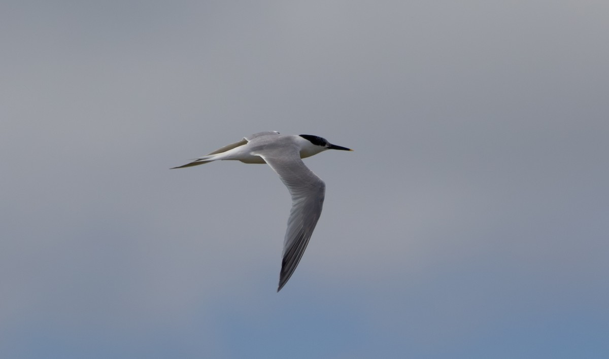 Sandwich Tern - ML636722528