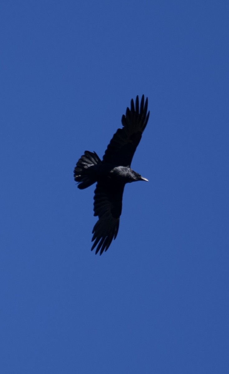 Common Raven - ML636722563