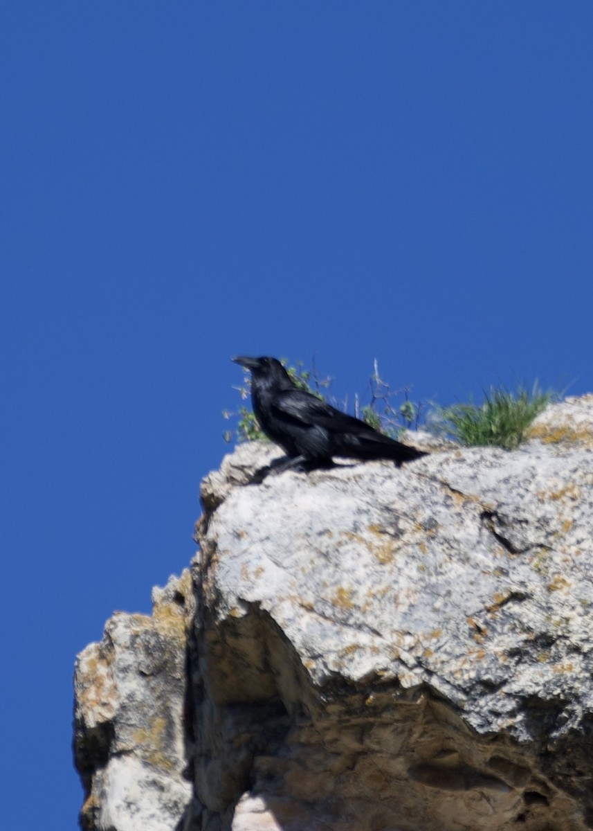 Common Raven - ML636722564