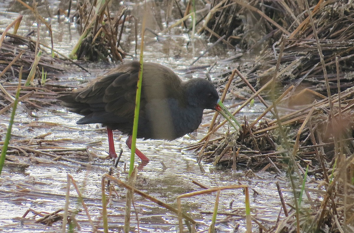 Plumbeous Rail - ML636722581