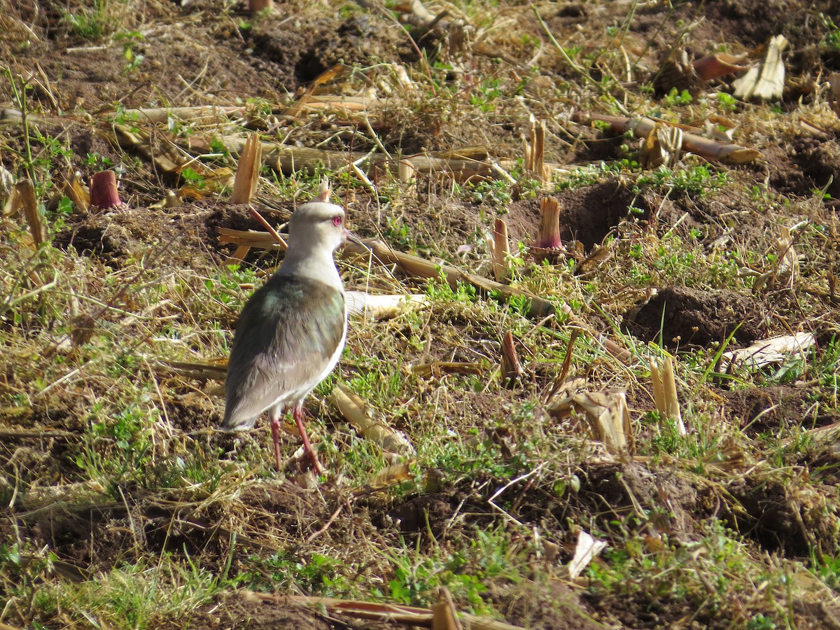 Andean Lapwing - ML636722594