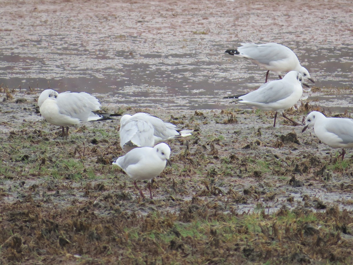 Andean Gull - ML636722615