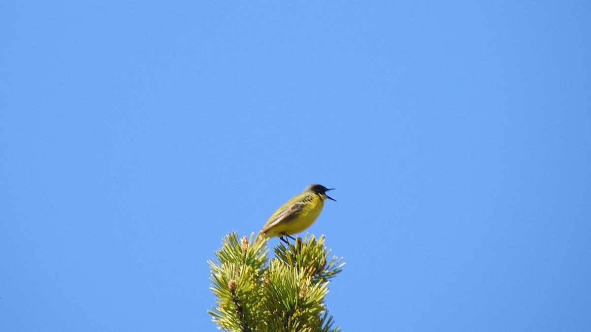 Western Yellow Wagtail (thunbergi) - ML636722790