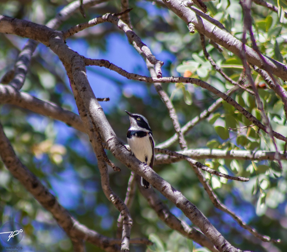 Chinspot Batis - ML636722824