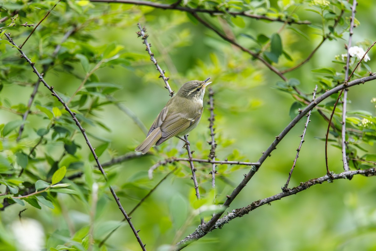 Large-billed Leaf Warbler - ML636722863