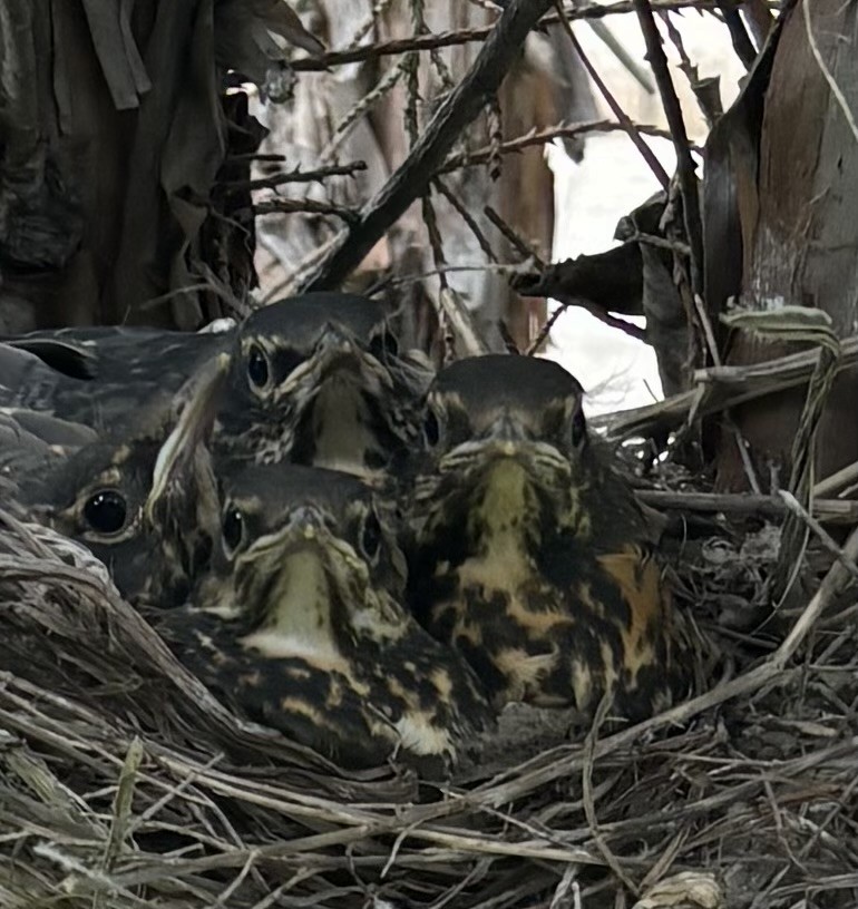American Robin - ML636722919