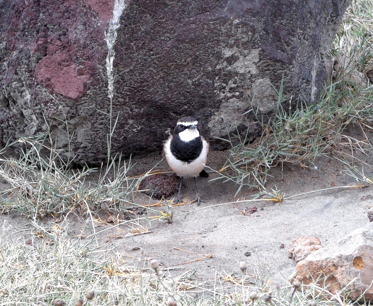 Capped Wheatear - ML636722985