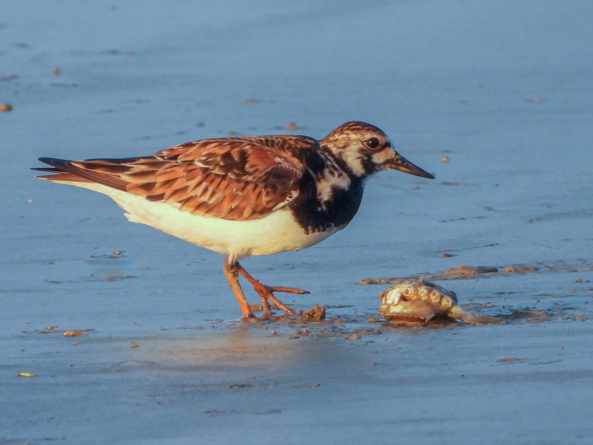 Ruddy Turnstone - ML636723012