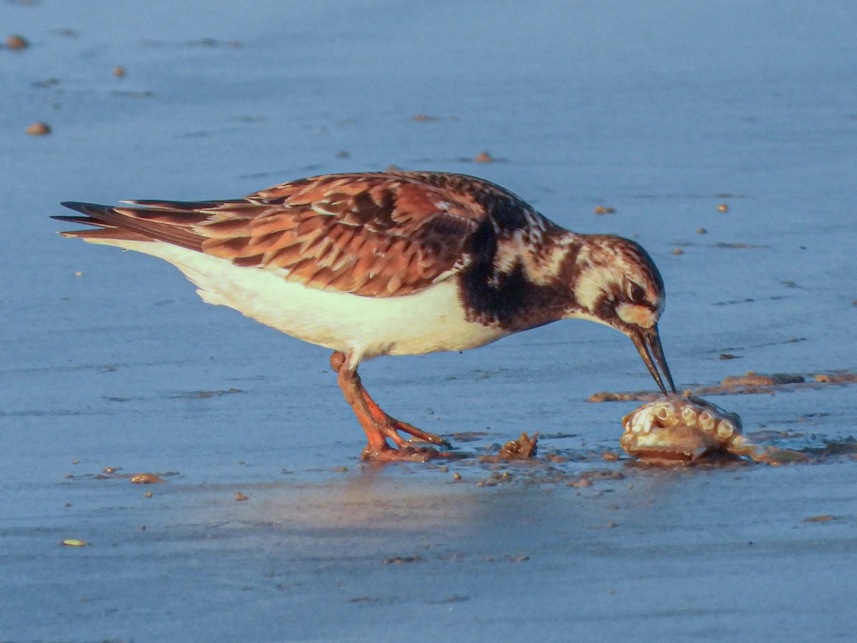 Ruddy Turnstone - ML636723025