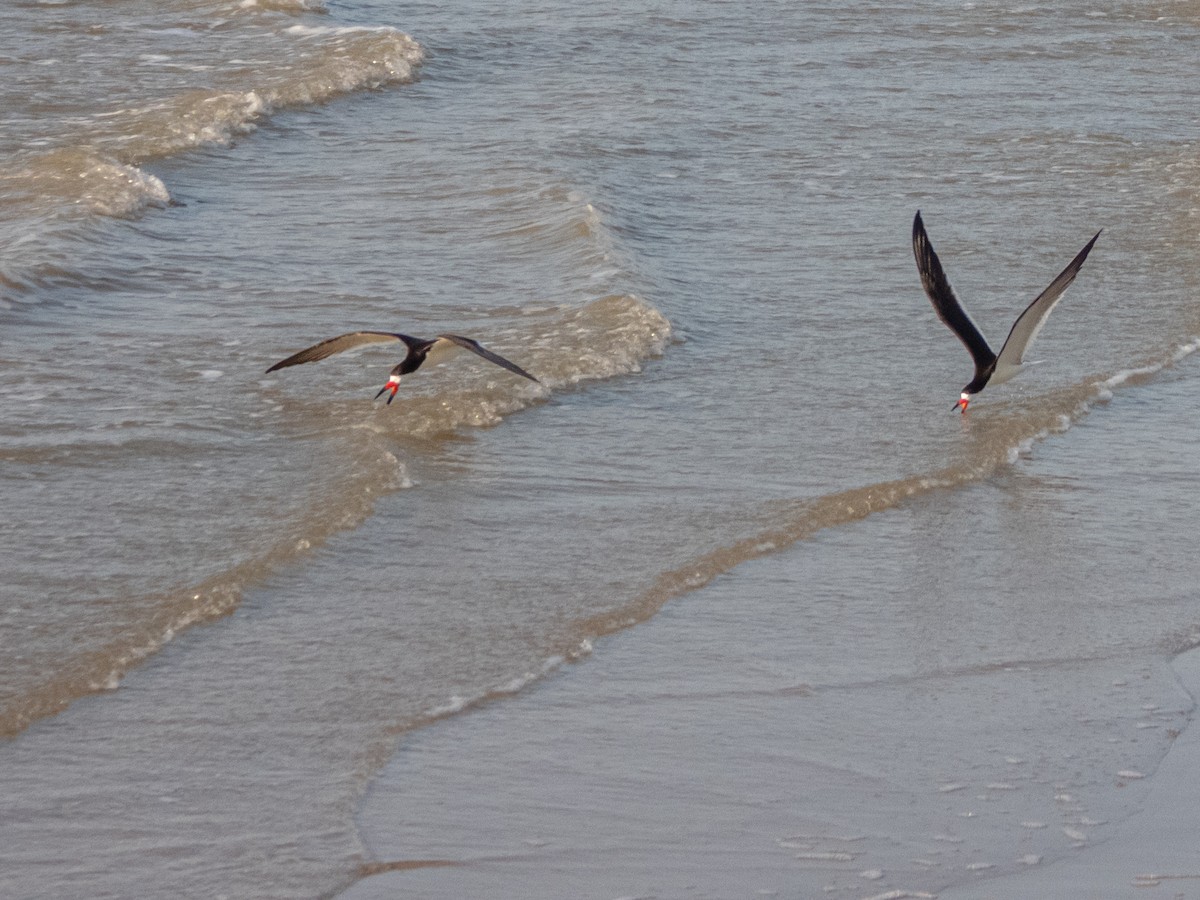 Black Skimmer - ML636723051