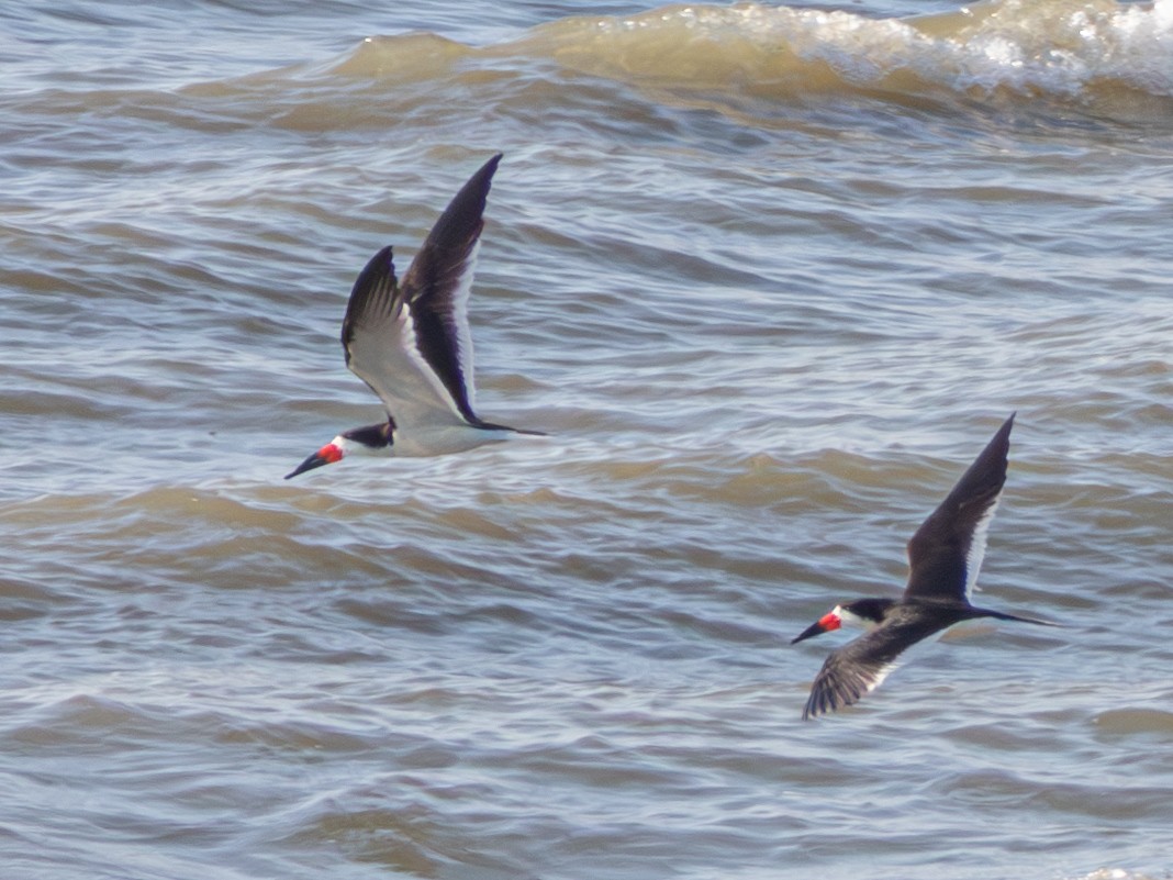 Black Skimmer - ML636723054