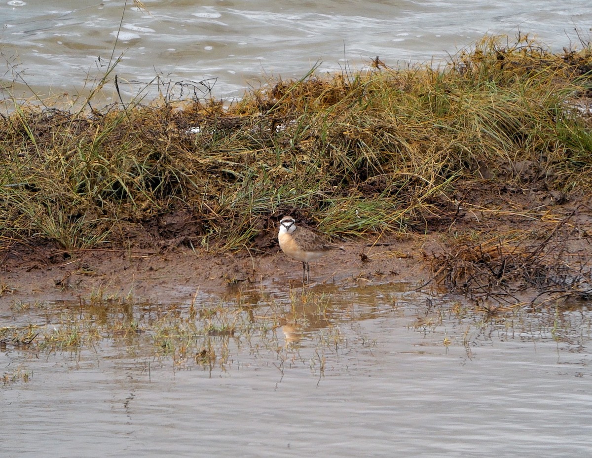 Kittlitz's Plover - ML636723091