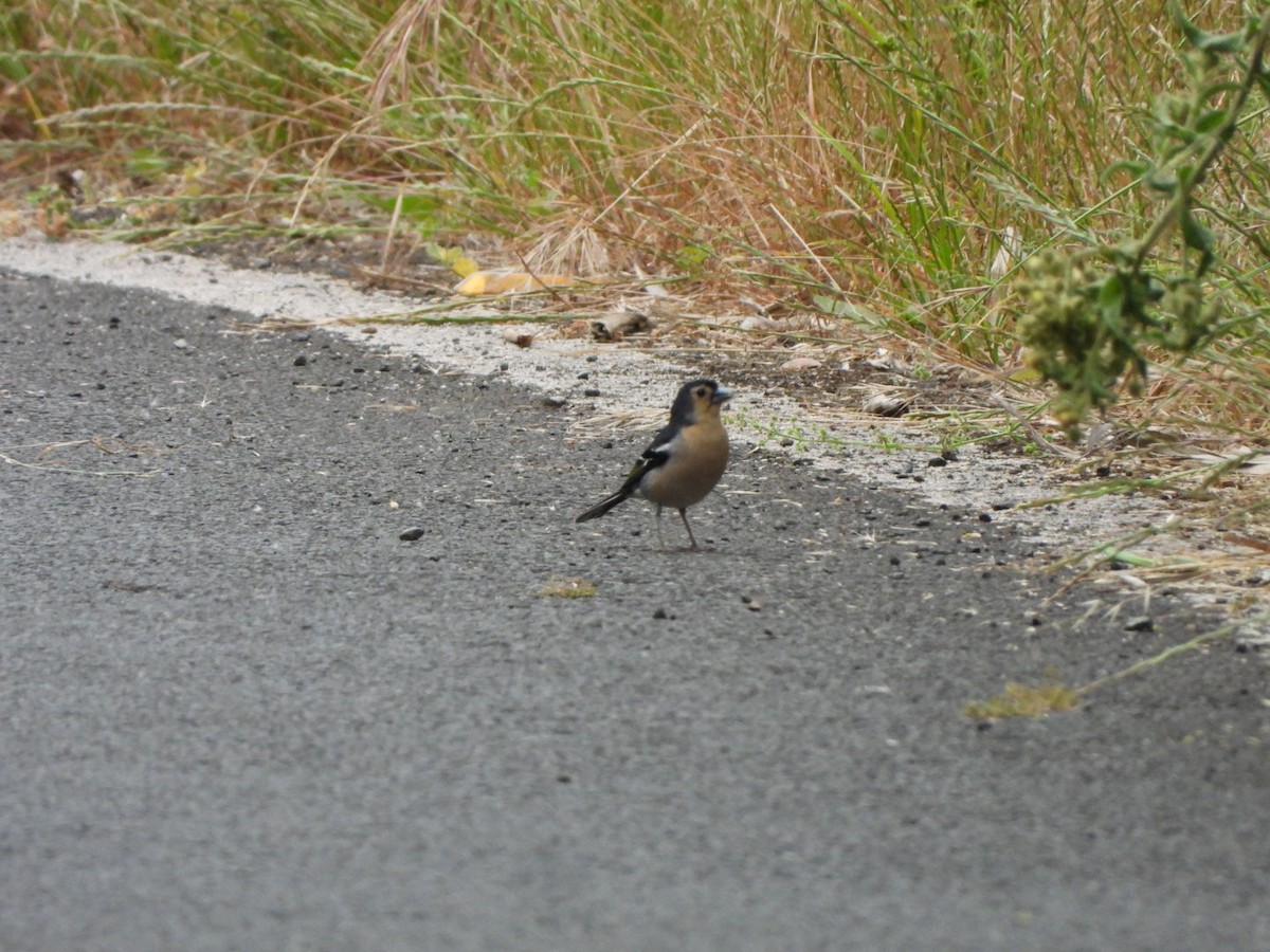 Canary Islands Chaffinch (Canary Is.) - ML636723116