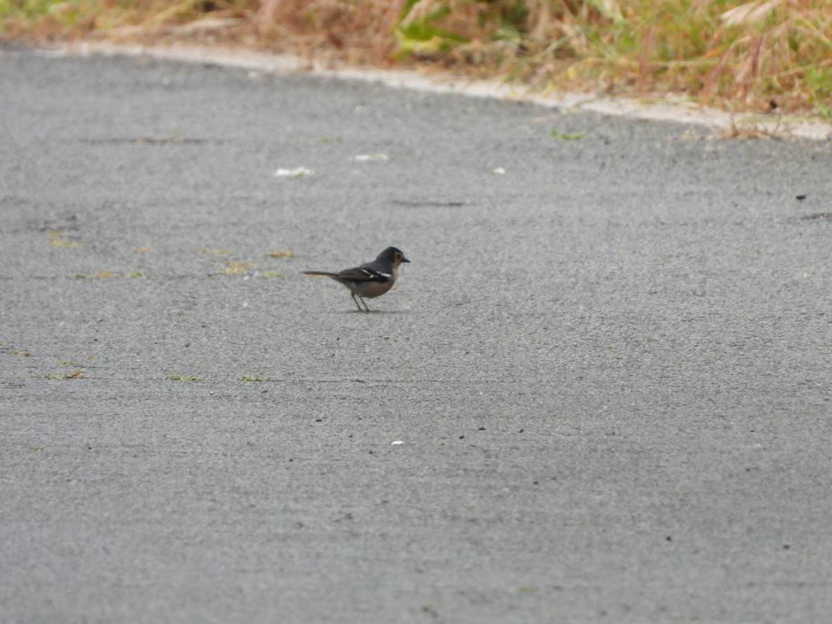 Canary Islands Chaffinch (Canary Is.) - ML636723117