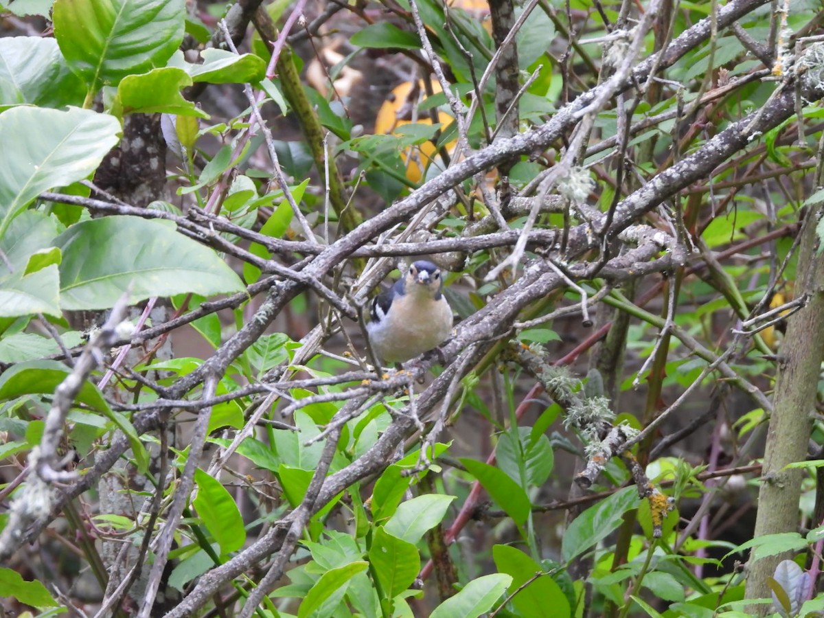 Canary Islands Chaffinch (Canary Is.) - ML636723120