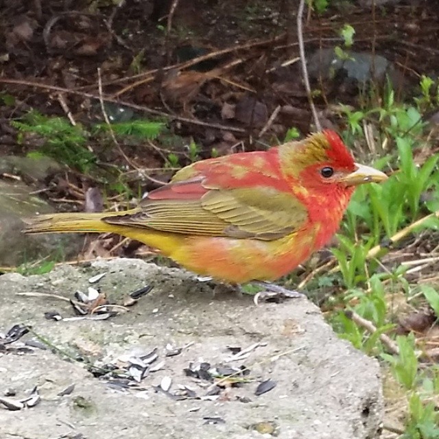 Summer Tanager - ML636723159