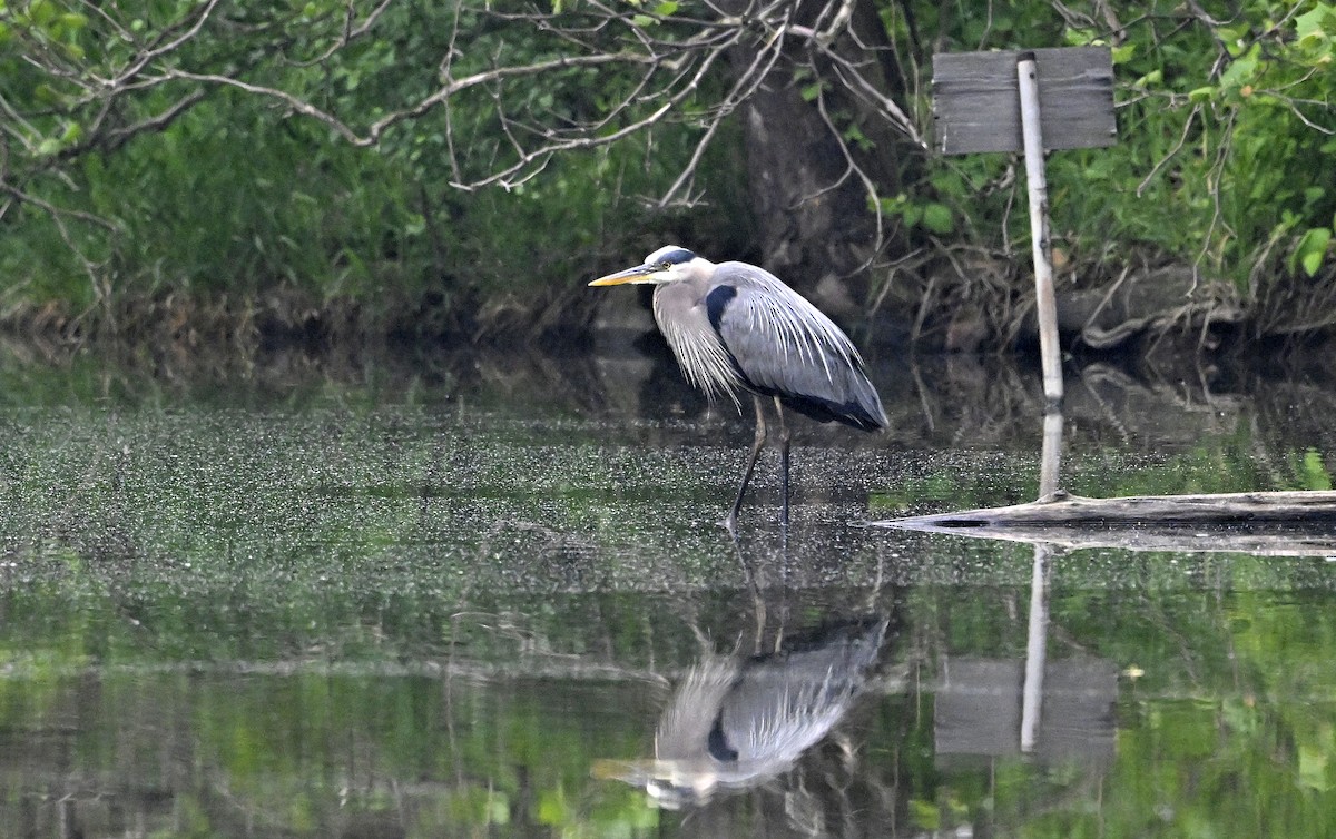 Great Blue Heron - ML636723257