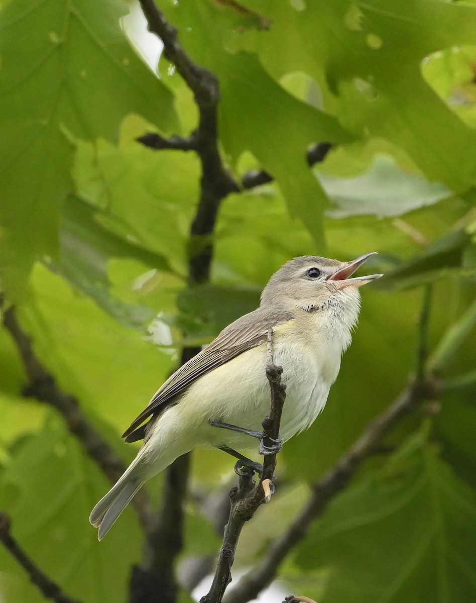 Warbling Vireo - ML636723282