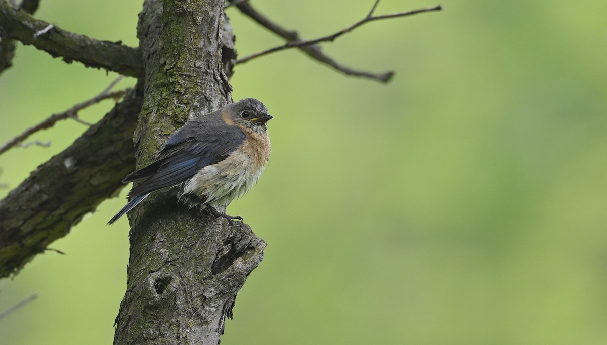 Eastern Bluebird - ML636723295