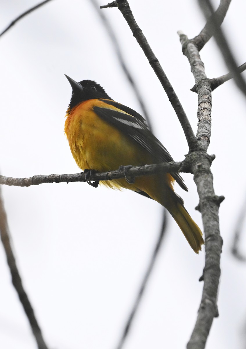 Baltimore Oriole - ML636723309