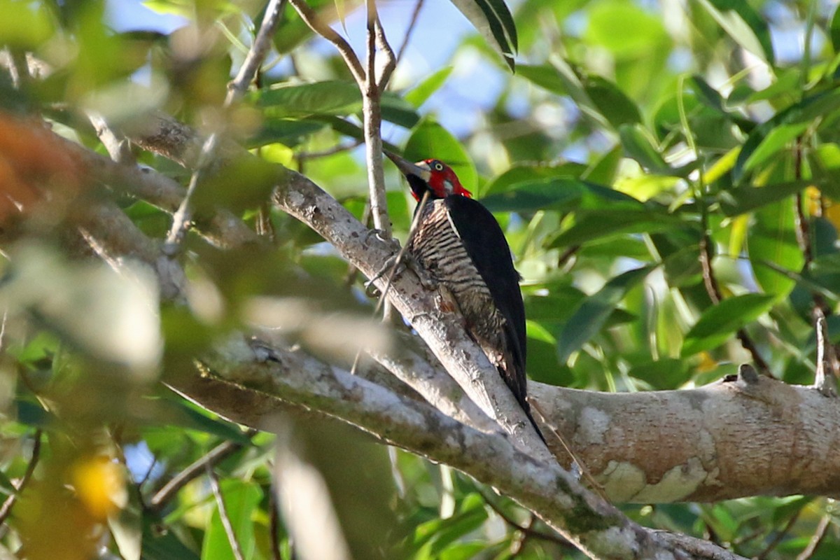 Crimson-crested Woodpecker - Charley Hesse TROPICAL BIRDING