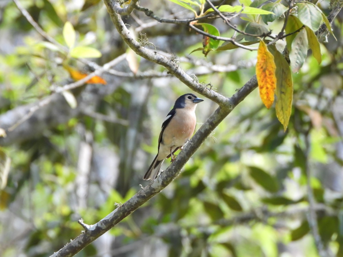 Canary Islands Chaffinch (Canary Is.) - ML636723381