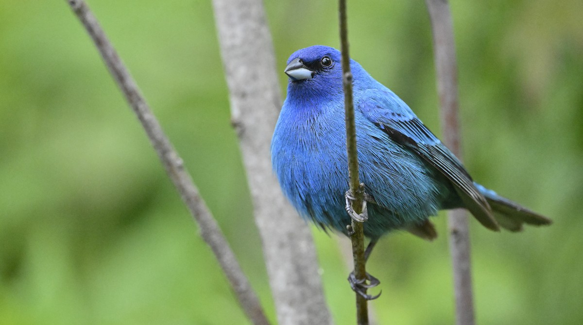 Indigo Bunting - ML636723500