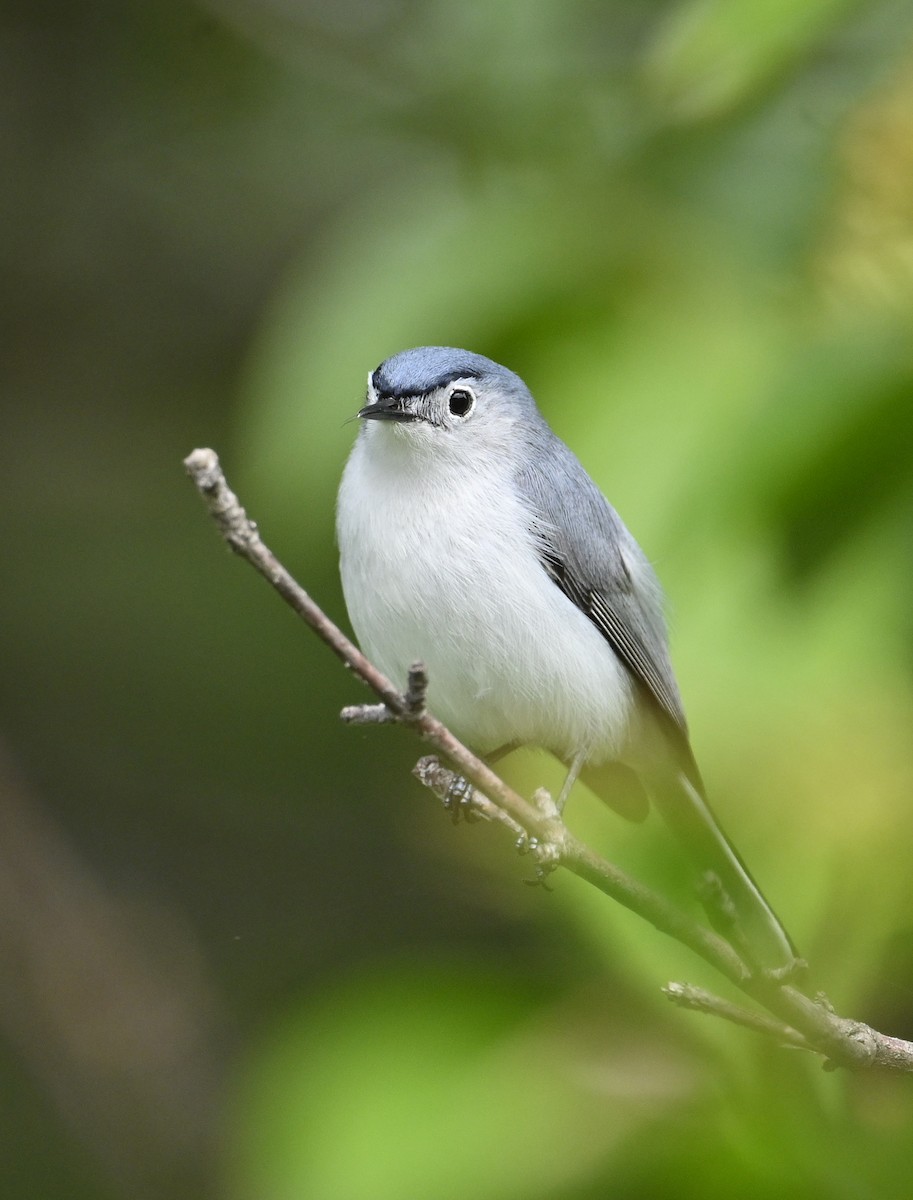 Blue-gray Gnatcatcher - ML636723513