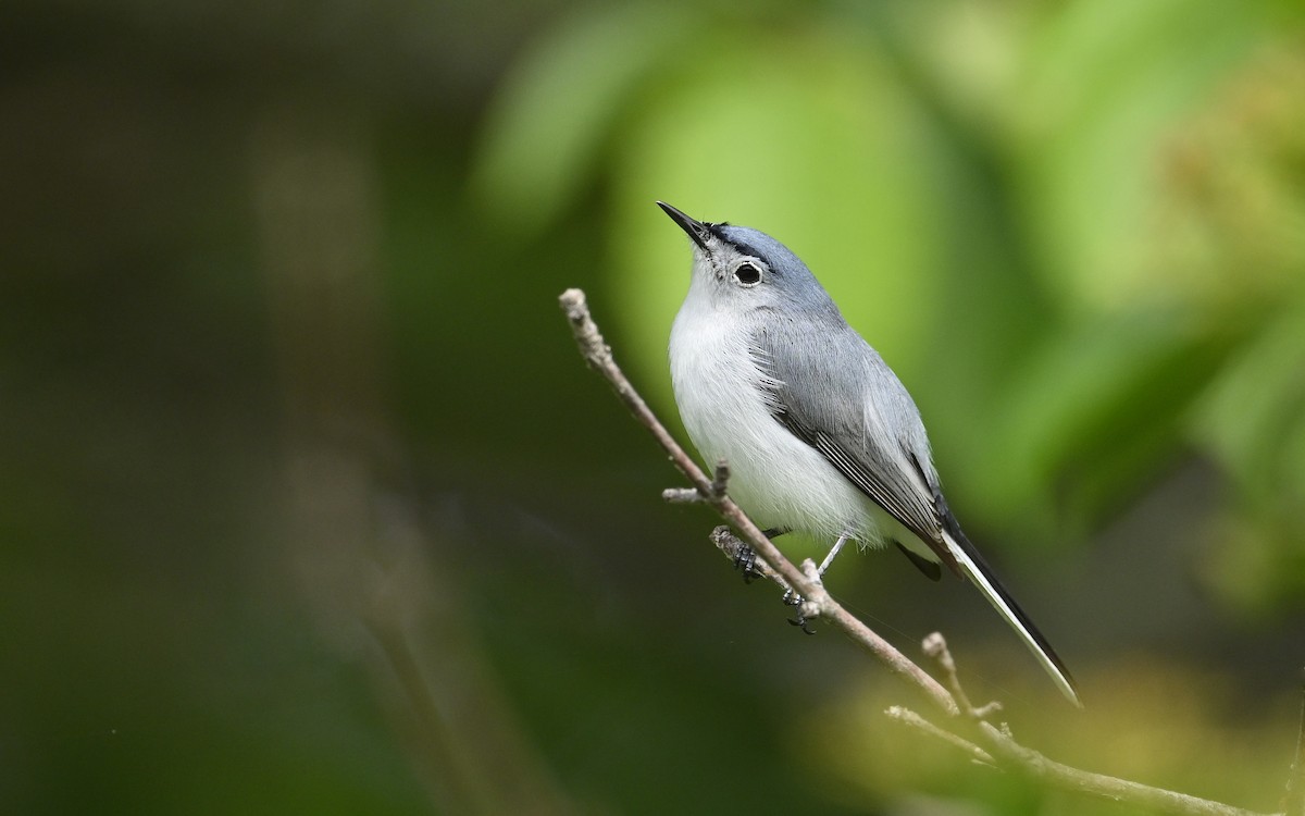 Blue-gray Gnatcatcher - ML636723514