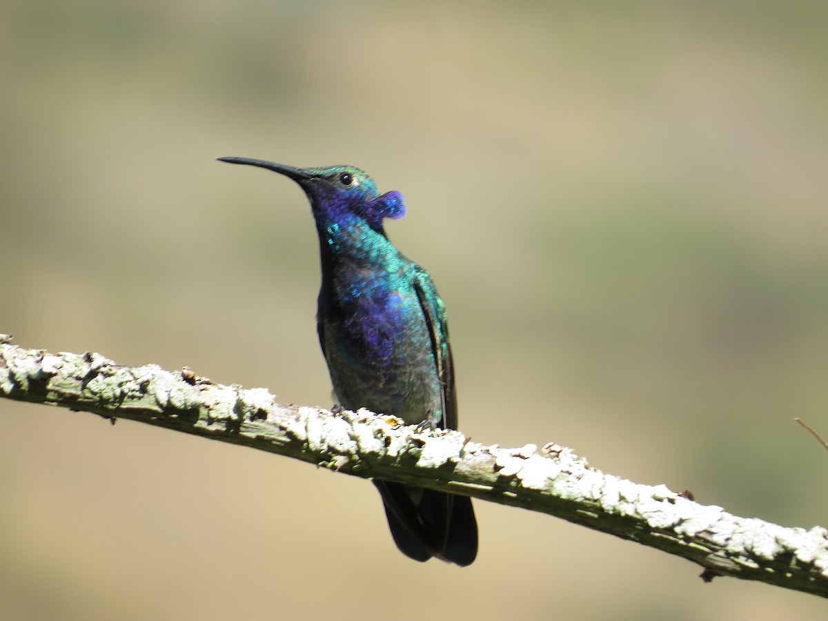 Sparkling Violetear - ML636723654
