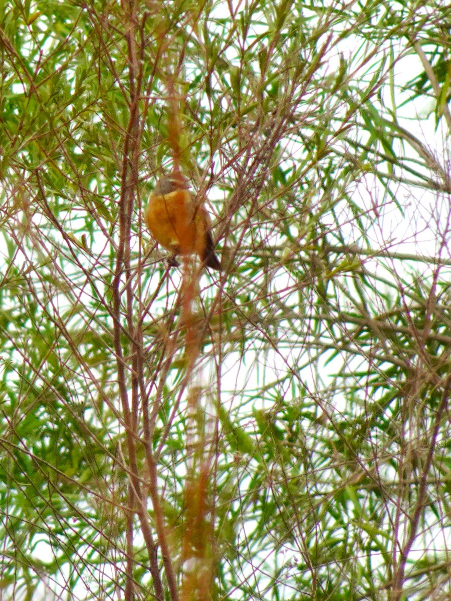 Long-tailed Reed Finch - ML636723901