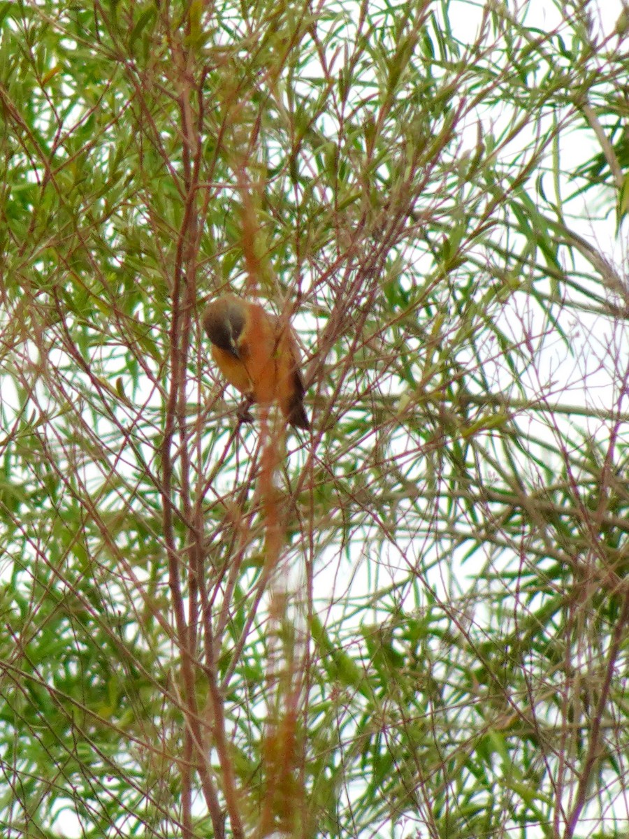 Long-tailed Reed Finch - ML636723903