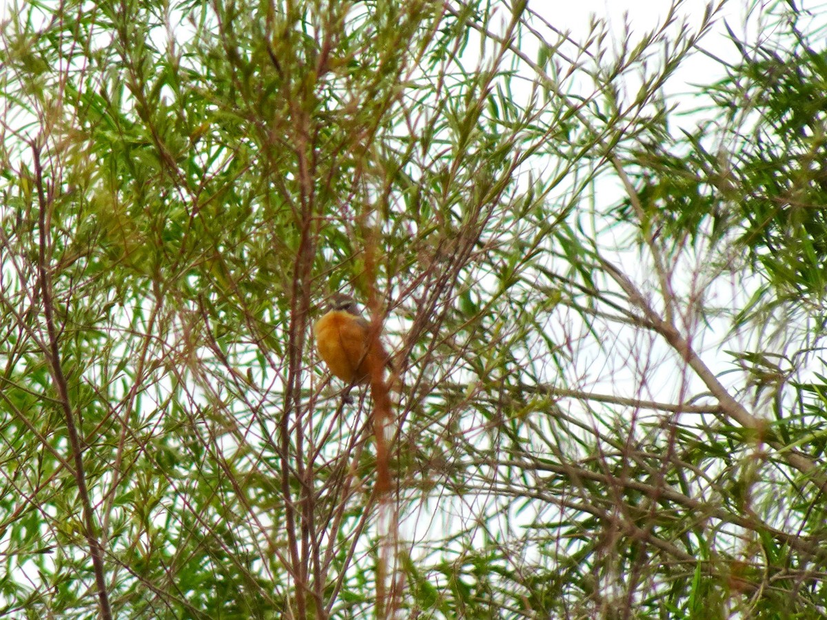 Long-tailed Reed Finch - ML636723904