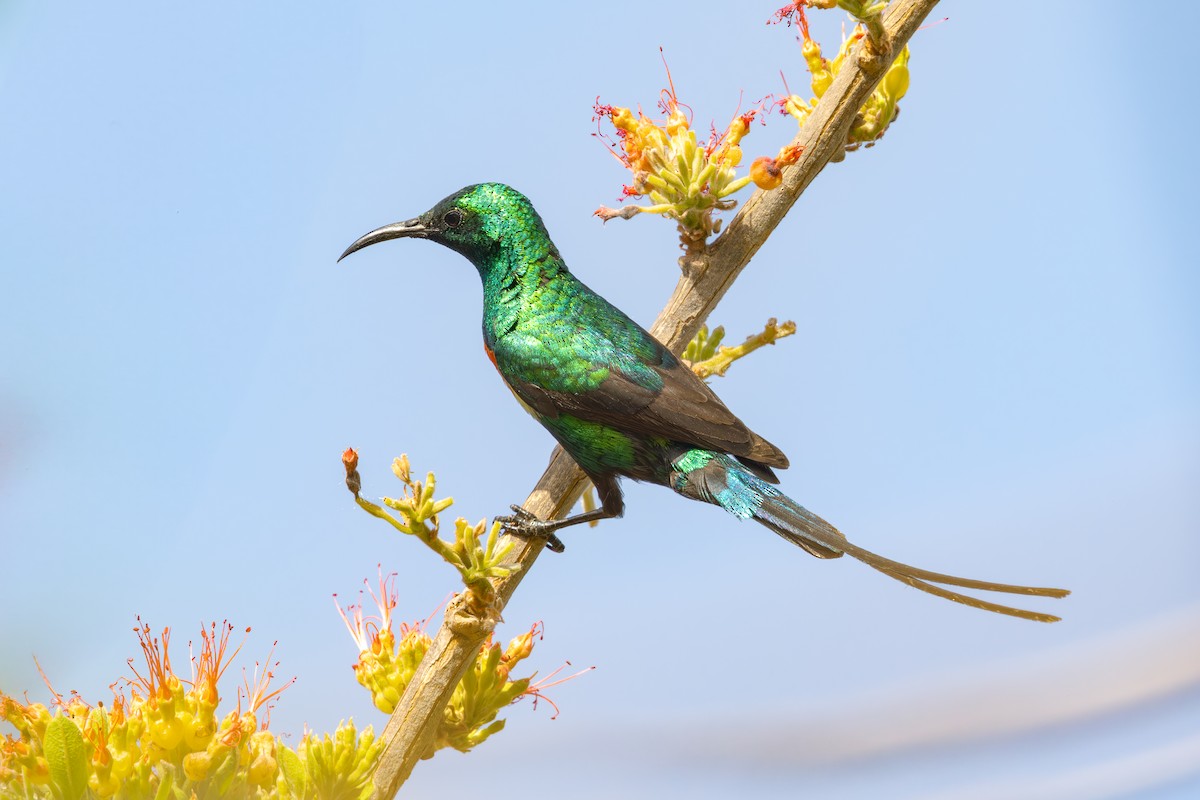Beautiful Sunbird - ML636723965