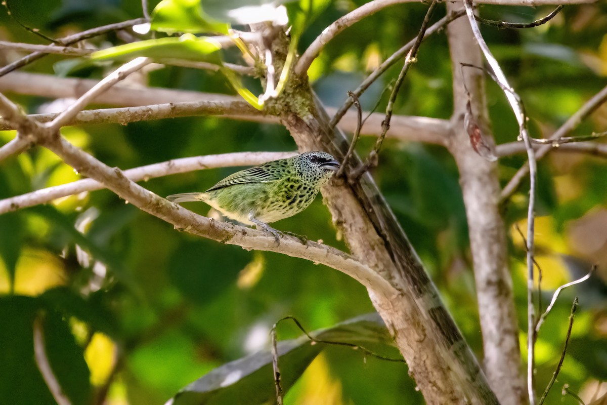 Spotted Tanager - ML636724001