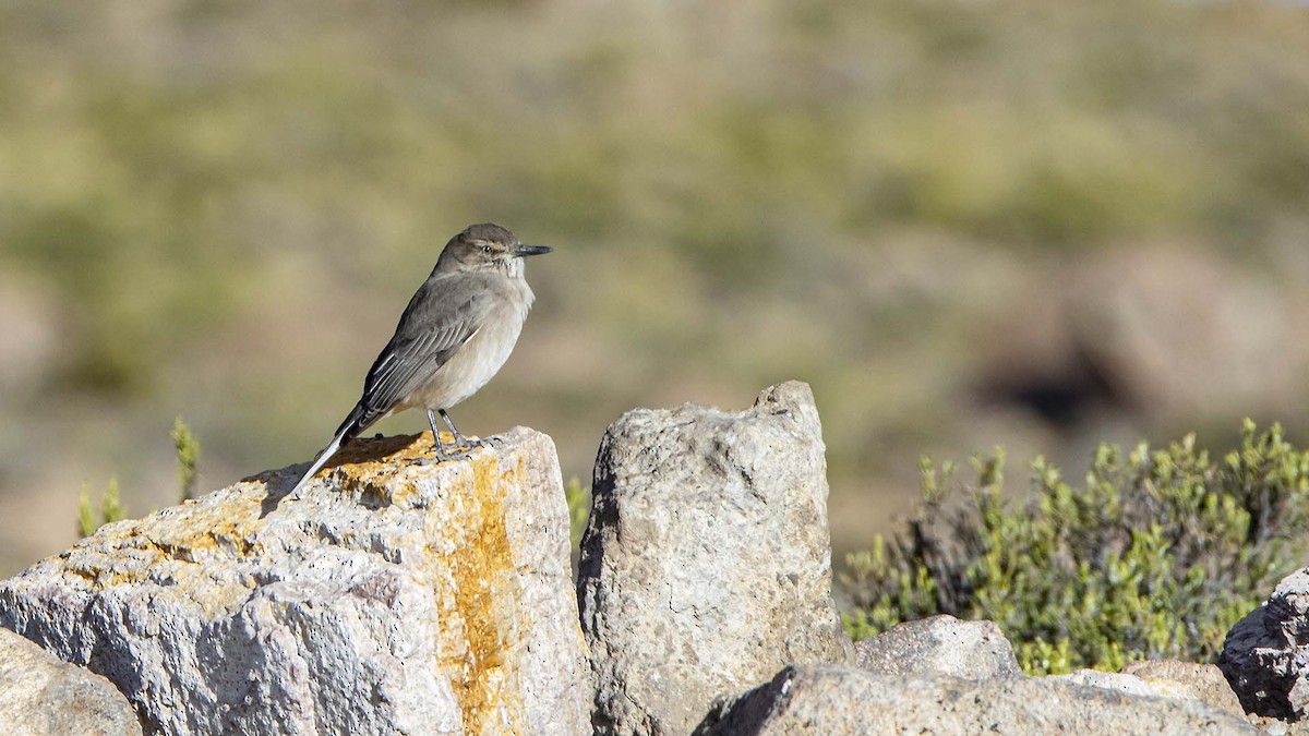 Black-billed Shrike-Tyrant - ML636724002