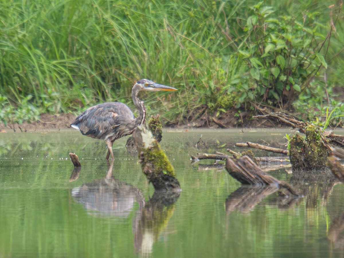 Great Blue Heron - ML636724096