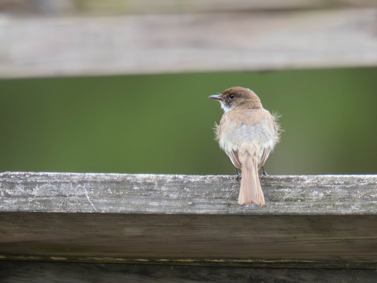 Eastern Phoebe - ML636724116