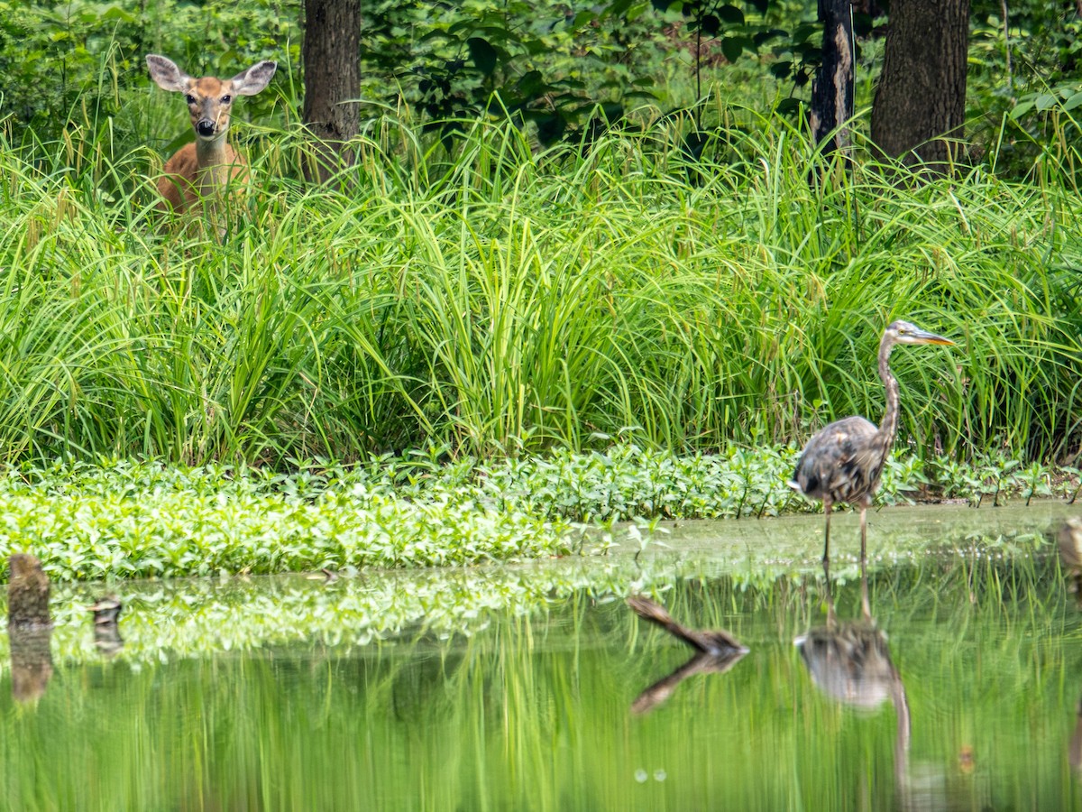 Great Blue Heron - ML636724122