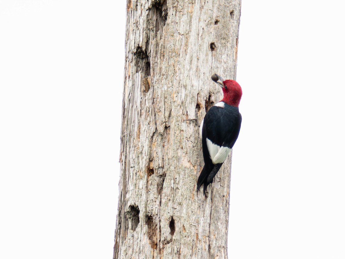 Red-headed Woodpecker - ML636724167