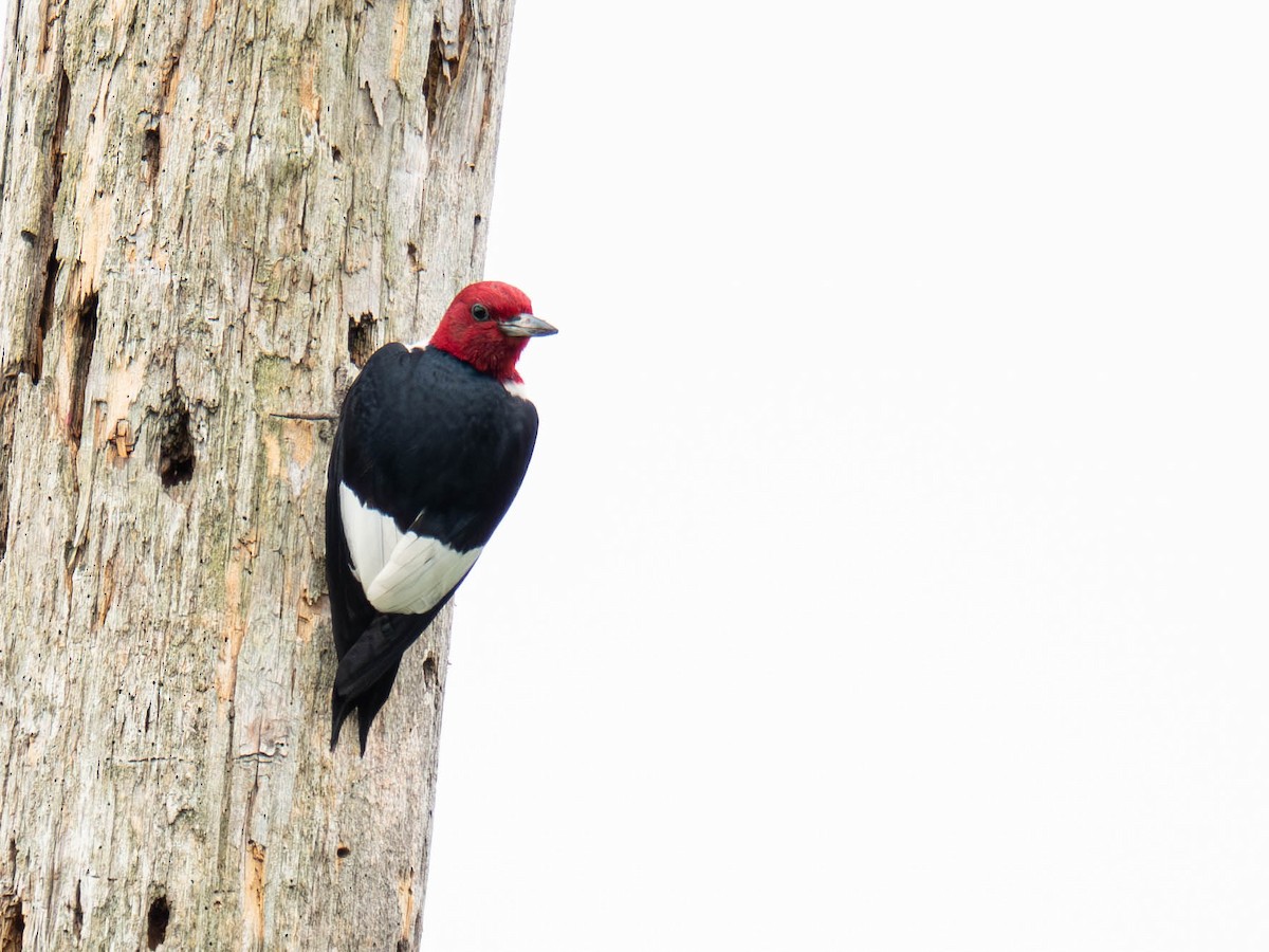 Red-headed Woodpecker - ML636724168