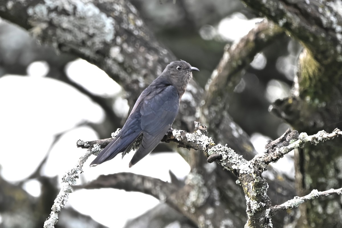 Black Cuckoo - ML636724169