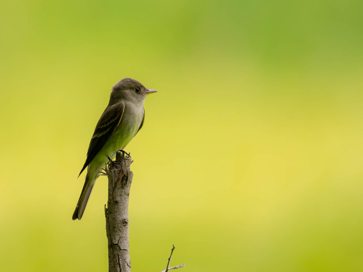 Eastern Wood-Pewee - ML636724177