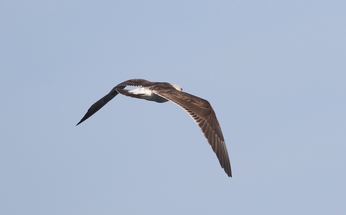 Lesser Black-backed Gull (fuscus) - ML636724194