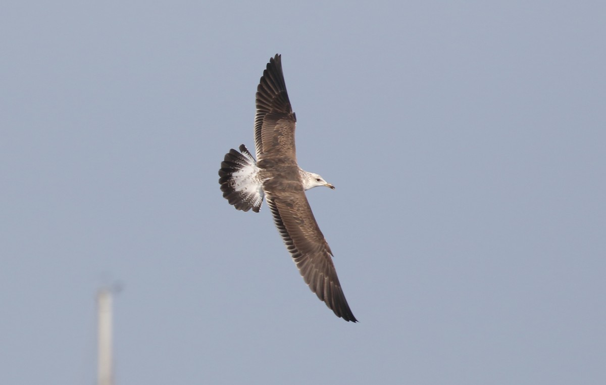 Lesser Black-backed Gull (fuscus) - ML636724195