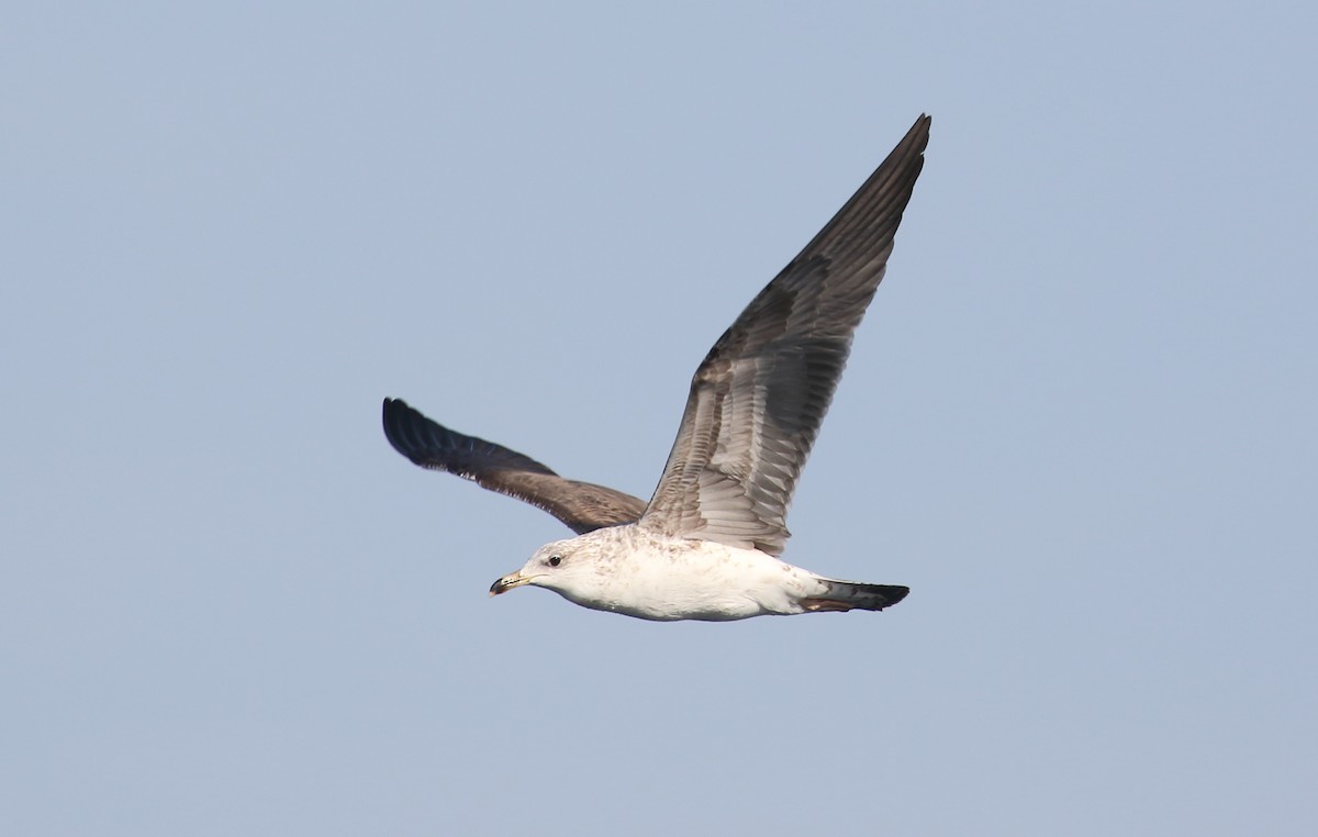 Lesser Black-backed Gull (fuscus) - ML636724196
