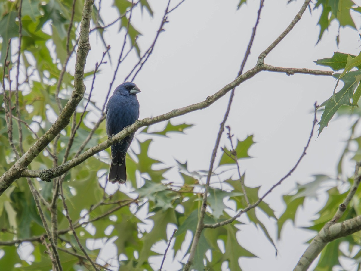 Blue Grosbeak - ML636724204