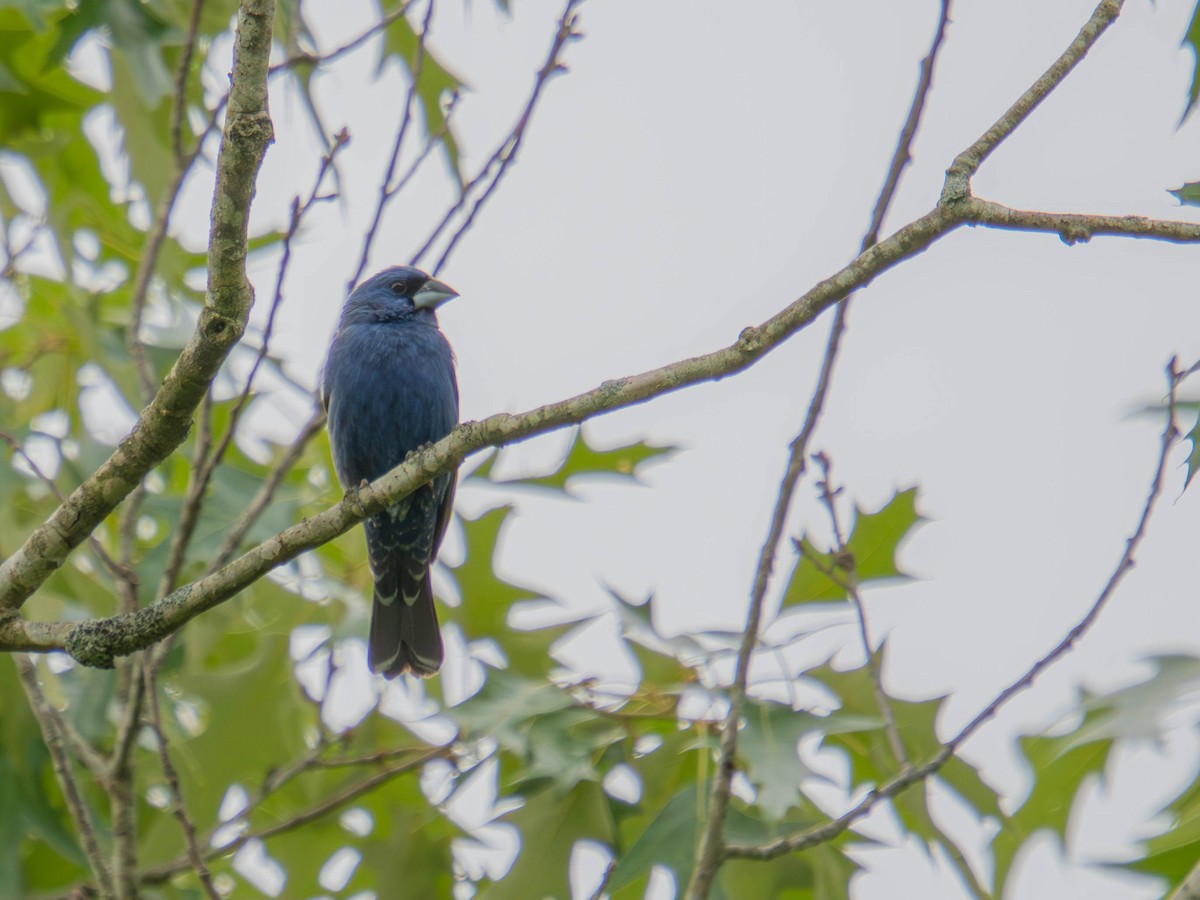 Blue Grosbeak - ML636724205
