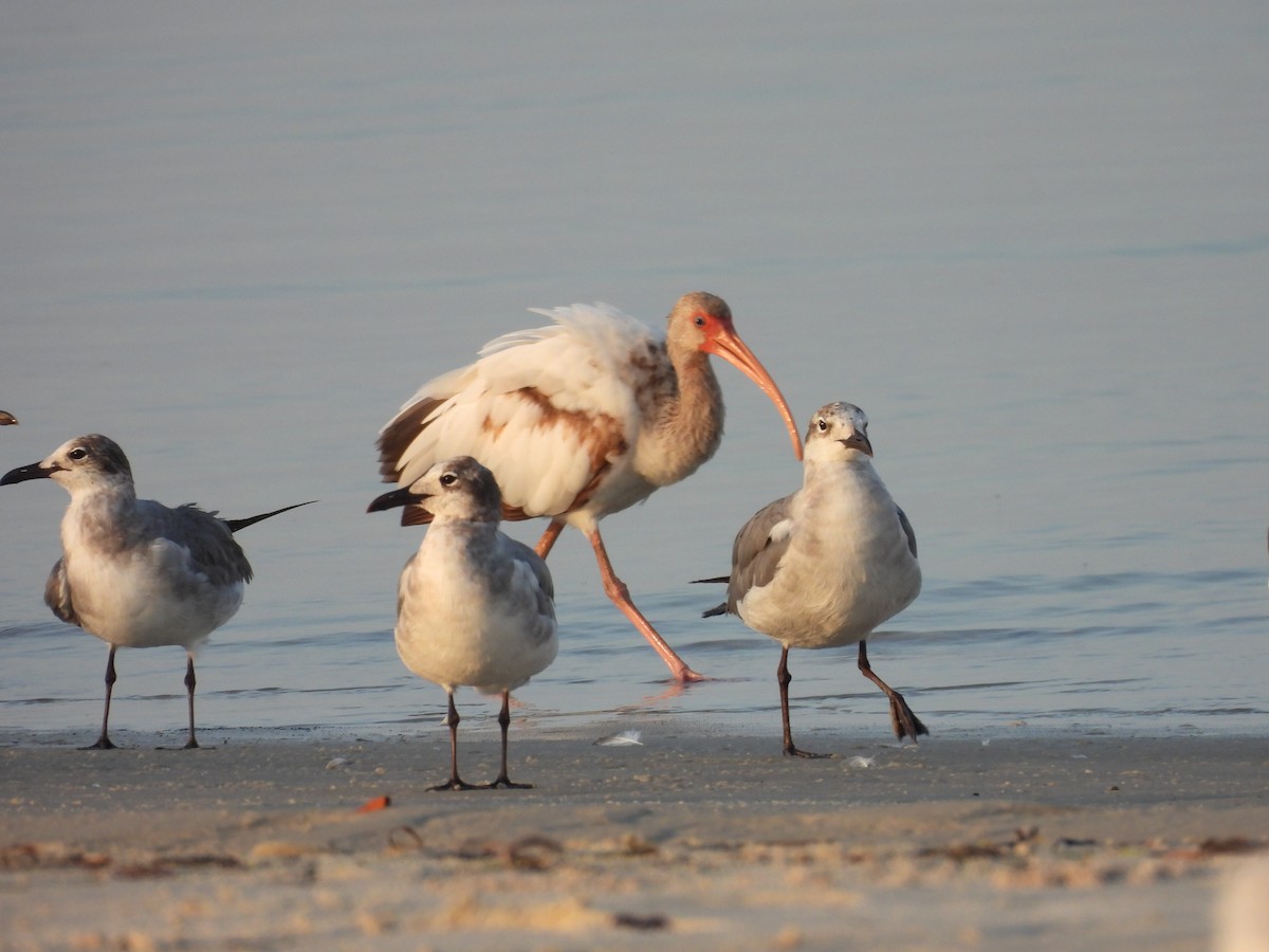 White Ibis - ML636724222